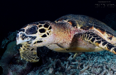Philippines 2023 - Tubbataha - DSC07609 Hawksbill turtle Tortue imbriquee Eretmochelys imbricata